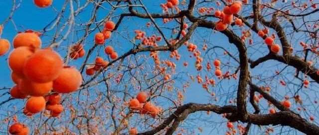 南开大学MBA山东校友发展论坛暨2026级商学院专业学位招生说明会